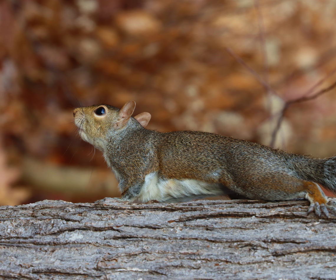 Eastern Gray Squirrel - Sciurus carolinensis Habitat: Rural backyard<br />
<figure class="photo"><a href="https://www.jungledragon.com/image/150188/eastern_gray_squirrel_-_sciurus_carolinensis.html" title="Eastern Gray Squirrel - Sciurus carolinensis"><img src="https://s3.amazonaws.com/media.jungledragon.com/images/3232/150188_thumb.jpg?AWSAccessKeyId=05GMT0V3GWVNE7GGM1R2&Expires=1759968010&Signature=VfMMZ%2BO%2FOJJPKq8ZGKtxZeDb%2FQM%3D" width="132" height="152" alt="Eastern Gray Squirrel - Sciurus carolinensis Habitat: Rural backyard<br />
https://www.jungledragon.com/image/150189/eastern_gray_squirrel_-_sciurus_carolinensis.html Eastern gray squirrel,Fall,Geotagged,Sciurus,Sciurus carolinensis,United States,squirrel" /></a></figure> Eastern gray squirrel,Fall,Geotagged,Sciurus carolinensis,United States