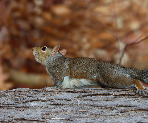 Eastern Gray Squirrel - Sciurus carolinensis Habitat: Rural backyard
https://www.jungledragon.com/image/150188/eastern_gray_squirrel_-_sciurus_carolinensis.html Eastern gray squirrel,Fall,Geotagged,Sciurus carolinensis,United States