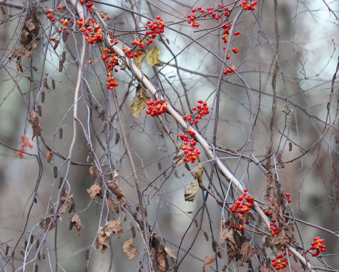 Bittersweet - Celastrus orbiculatus Habitat: Rural backyard Celastrus,Celastrus orbiculatus,Fall,Geotagged,Oriental bittersweet,United States,bittersweet