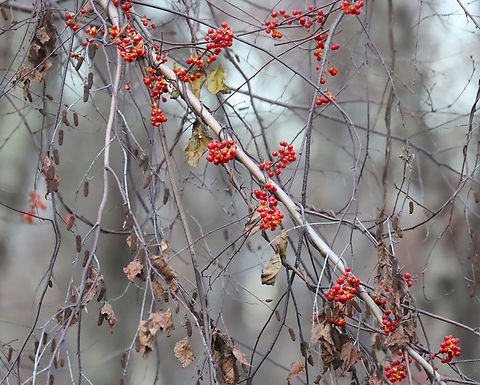 Bittersweet - Celastrus orbiculatus Habitat: Rural backyard Celastrus,Celastrus orbiculatus,Fall,Geotagged,Oriental bittersweet,United States,bittersweet