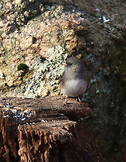 Dark-eyed Junco - Junco hyemalis Habitat: Rural backyard Dark-eyed junco,Fall,Geotagged,Junco,Junco hyemalis,United States