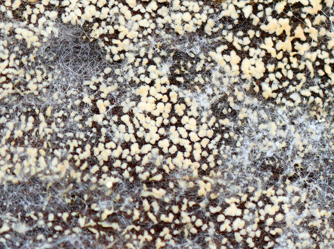 Fungus Some sort of fungus?<br />
<br />
Habitat: Found on the underside of a rotting log; mixed forest -- nearest trees were oak and eastern hemlock Fall,Geotagged,United States,fungi,fungus