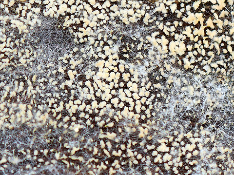 Fungus Some sort of fungus?

Habitat: Found on the underside of a rotting log; mixed forest -- nearest trees were oak and eastern hemlock Fall,Geotagged,United States,fungi,fungus