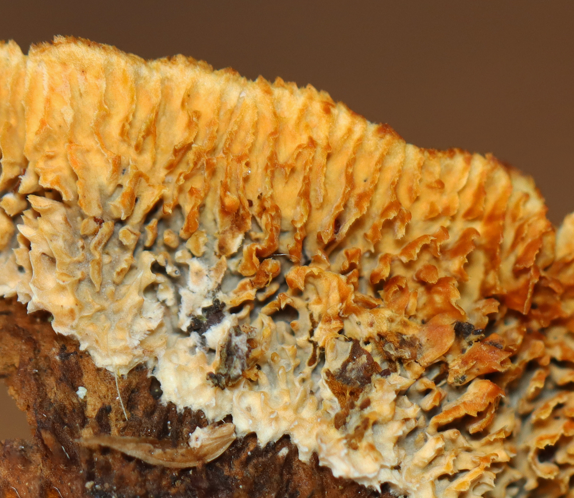 Conifer Mazegill - Gloeophyllum sepiarium It definitely was not fresh.<br />
<br />
Habitat: Growing on a cut log; mixed forest<br />
<figure class="photo"><a href="https://www.jungledragon.com/image/150226/conifer_mazegill_-_gloeophyllum_sepiarium.html" title="Conifer Mazegill - Gloeophyllum sepiarium"><img src="https://s3.amazonaws.com/media.jungledragon.com/images/3232/150226_thumb.jpg?AWSAccessKeyId=05GMT0V3GWVNE7GGM1R2&Expires=1767225610&Signature=KtwqbenR9HYfLFikl4TeLYiIQZI%3D" width="200" height="160" alt="Conifer Mazegill - Gloeophyllum sepiarium It definitely was not fresh.<br />
<br />
Habitat: Growing on a cut log; mixed forest<br />
https://www.jungledragon.com/image/150225/conifer_mazegill_-_gloeophyllum_sepiarium.html Conifer Mazegill,Fall,Geotagged,Gloeophyllum,Gloeophyllum sepiarium,United States,brown rot,fungi,fungus" /></a></figure> Conifer Mazegill,Fall,Geotagged,Gloeophyllum sepiarium,United States