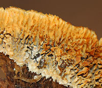 Conifer Mazegill - Gloeophyllum sepiarium It definitely was not fresh.<br />
<br />
Habitat: Growing on a cut log; mixed forest<br />
https://www.jungledragon.com/image/150226/conifer_mazegill_-_gloeophyllum_sepiarium.html Conifer Mazegill,Fall,Geotagged,Gloeophyllum sepiarium,United States