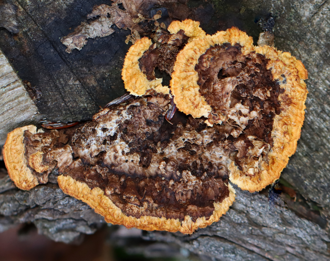 Conifer Mazegill - Gloeophyllum sepiarium It definitely was not fresh.<br />
<br />
Habitat: Growing on a cut log; mixed forest<br />
<figure class="photo"><a href="https://www.jungledragon.com/image/150225/conifer_mazegill_-_gloeophyllum_sepiarium.html" title="Conifer Mazegill - Gloeophyllum sepiarium"><img src="https://s3.amazonaws.com/media.jungledragon.com/images/3232/150225_thumb.jpg?AWSAccessKeyId=05GMT0V3GWVNE7GGM1R2&Expires=1767225610&Signature=ZpmIjteo8vtqng8OwsdSbHixOIc%3D" width="200" height="174" alt="Conifer Mazegill - Gloeophyllum sepiarium It definitely was not fresh.<br />
<br />
Habitat: Growing on a cut log; mixed forest<br />
https://www.jungledragon.com/image/150226/conifer_mazegill_-_gloeophyllum_sepiarium.html Conifer Mazegill,Fall,Geotagged,Gloeophyllum sepiarium,United States" /></a></figure> Conifer Mazegill,Fall,Geotagged,Gloeophyllum,Gloeophyllum sepiarium,United States,brown rot,fungi,fungus
