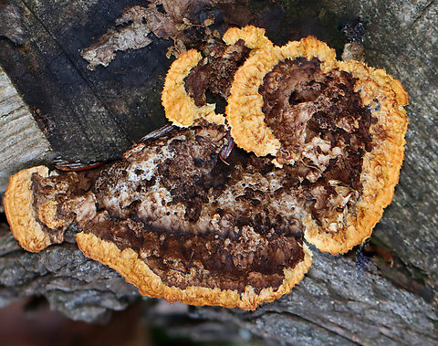 Conifer Mazegill - Gloeophyllum sepiarium It definitely was not fresh.

Habitat: Growing on a cut log; mixed forest
https://www.jungledragon.com/image/150225/conifer_mazegill_-_gloeophyllum_sepiarium.html Conifer Mazegill,Fall,Geotagged,Gloeophyllum,Gloeophyllum sepiarium,United States,brown rot,fungi,fungus