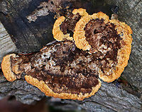 Conifer Mazegill - Gloeophyllum sepiarium It definitely was not fresh.<br />
<br />
Habitat: Growing on a cut log; mixed forest<br />
https://www.jungledragon.com/image/150225/conifer_mazegill_-_gloeophyllum_sepiarium.html Conifer Mazegill,Fall,Geotagged,Gloeophyllum,Gloeophyllum sepiarium,United States,brown rot,fungi,fungus