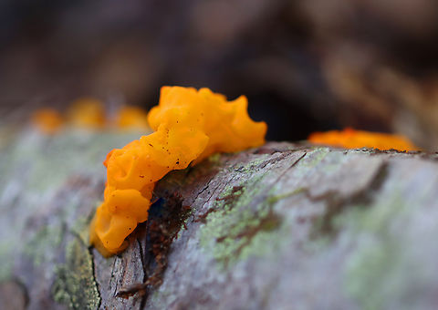 Tremella mesenterica Habitat: Growing on hardwood; mixed forest Fall,Geotagged,Tremella,Tremella mesenterica,United States,fungus,jelly fungus