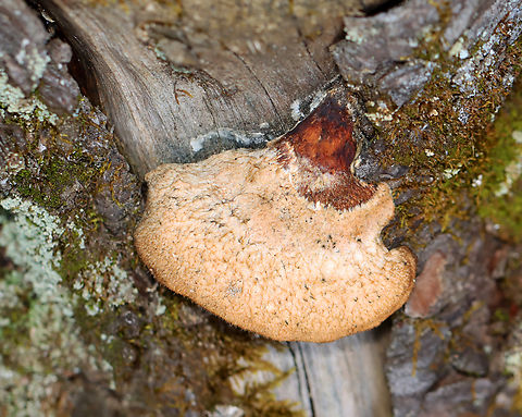 Blue Cheese Polypore - Cyanosporus livens Habitat: Growing on a cut log; mixed forest Blue Cheese Polypore,Cyanosporus,Cyanosporus livens,Fall,Geotagged,Postia livens,United States,fungus,polypore,postia