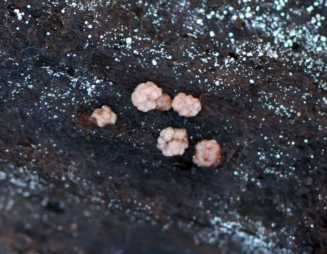 Fungus or Slime? Pinkish, brain-like blobs<br />
<br />
Habitat: Growing on rotten wood; mixed forest Fall,Geotagged,United States,fungi,fungus,slime mold