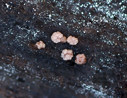 Fungus or Slime? Pinkish, brain-like blobs

Habitat: Growing on rotten wood; mixed forest Fall,Geotagged,United States,fungi,fungus,slime mold