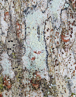 Lichen - Lecanora sp., maybe Lecanora strobilina ID is for the pale greenish lichen near the middle.

Habitat: Growing on birch (Betula sp.); mixed forest Fall,Geotagged,United States,lecanora,lichen