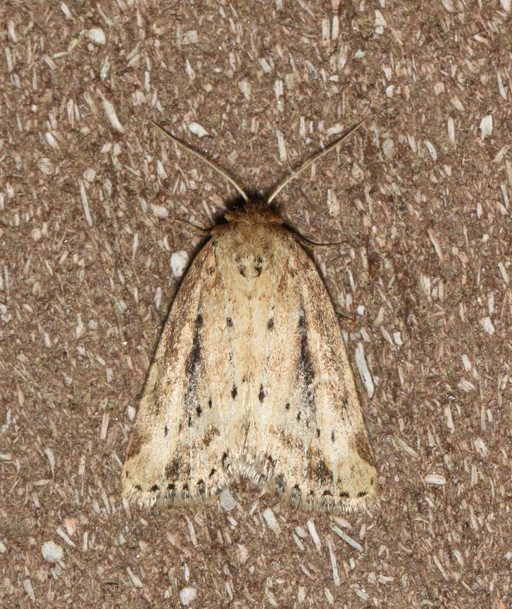 Northern Cordgrass Borer - Photedes panatela Habitat: Attracted to a 395 nm LED light; semi-rural area<br />
<br />
2023 (3) Geotagged,Photedes,Photedes panatela,Spring,United States,moth,noctuidae,northern cordgrass borer