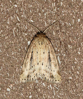 Northern Cordgrass Borer - Photedes panatela Habitat: Attracted to a 395 nm LED light; semi-rural area

2023 (3) Geotagged,Photedes,Photedes panatela,Spring,United States,moth,noctuidae,northern cordgrass borer