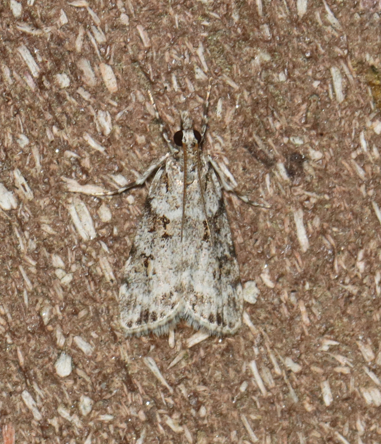 Double-striped Scoparia Moth - Scoparia biplagialis Habitat: Attracted to a 395 nm LED light; semi-rural area<br />
<br />
2023 (4) Crambidae,Double-striped Scoparia Moth,Geotagged,Scoparia biplagialis,Spring,United States,moth,scoparia