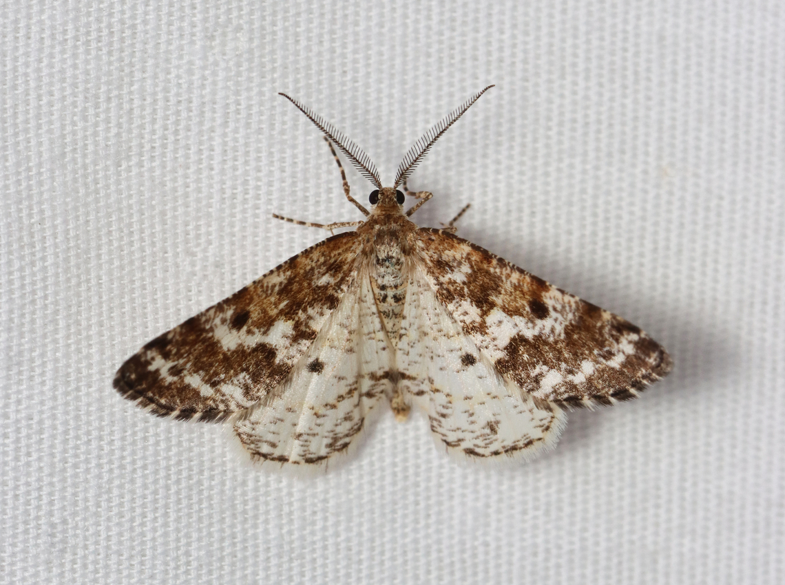 Powder Moth  - Eufidonia notataria Habitat: Attracted to a 395 nm LED light; semi-rural area<br />
<br />
2023 (5) Eufidonia,Eufidonia notataria,Geotagged,Powder moth,Spring,United States,geometridae,moth