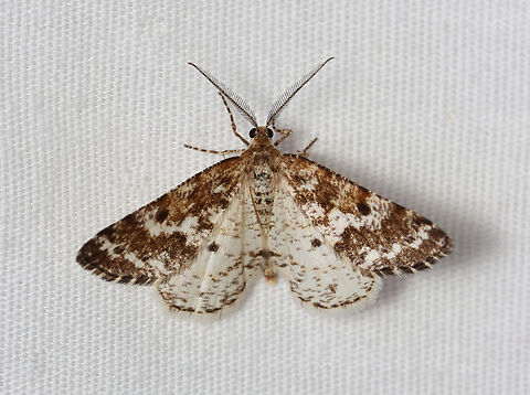 Powder Moth  - Eufidonia notataria Habitat: Attracted to a 395 nm LED light; semi-rural area

2023 (5) Eufidonia,Eufidonia notataria,Geotagged,Powder moth,Spring,United States,geometridae,moth