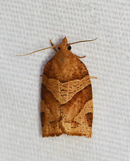 Woodgrain Leafroller - Pandemis lamprosana Habitat: Attracted to a 395 nm LED light; semi-rural area

2023 (6) Geotagged,Pandemis,Pandemis lamprosana,Spring,Tortricidae,United States,Woodgrain Leafroller,moth