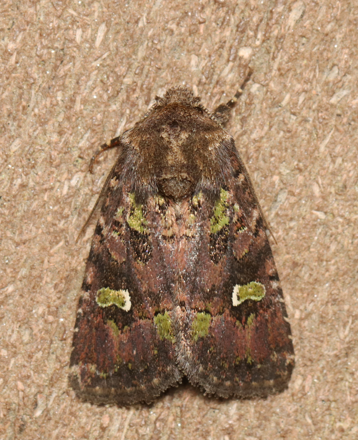Kidney-spotted minor - Lacinipolia renigera Habitat: Attracted to a 395 nm LED light; semi-rural area<br />
<br />
2023 (7) Geotagged,Kidney-spotted minor,Lacinipolia,Lacinipolia renigera,Noctuidae,Spring,United States,moth