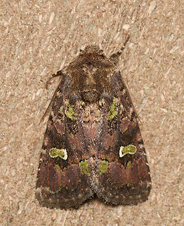 Kidney-spotted minor - Lacinipolia renigera Habitat: Attracted to a 395 nm LED light; semi-rural area

2023 (7) Geotagged,Kidney-spotted minor,Lacinipolia,Lacinipolia renigera,Noctuidae,Spring,United States,moth