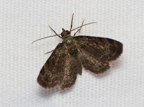 Green Pug - Pasiphila rectangulata Habitat: Attracted to a 395 nm LED light; semi-rural area

2023 (8) Geometridae,Geotagged,Green pug,Pasiphila rectangulata,Spring,United States,moth,pasiphila,pug