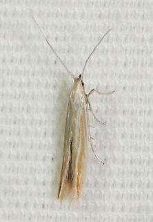 Moth - Coleophora sp. There are several similar-looking species in this genus with overlapping ranges. I can't determine which this one is.

Habitat: Attracted to a 395 nm LED light; semi-rural area

2023 (9) Coleophora,Geotagged,Spring,United States,moth