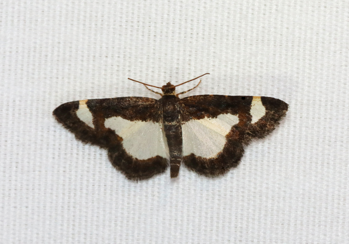 Common Spring Moth - Heliomata cycladata Habitat: Attracted to a 395 nm LED light; semi-rural area<br />
<br />
2023 (10) Common Spring Moth,Geotagged,Heliomata,Heliomata cycladata,Spring,United States,geometridae,moth