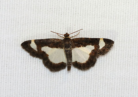 Common Spring Moth - Heliomata cycladata Habitat: Attracted to a 395 nm LED light; semi-rural area

2023 (10) Common Spring Moth,Geotagged,Heliomata,Heliomata cycladata,Spring,United States,geometridae,moth