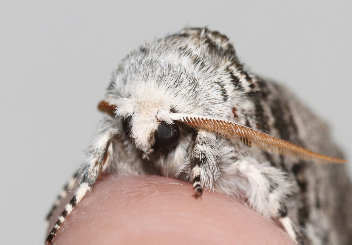 Close-banded Yellowhorn - Colocasia propinquilinea Habitat: Attracted to a 395 nm LED light; semi-rural area<br />
<br />
2023 (11)<br />
<figure class="photo"><a href="https://www.jungledragon.com/image/150292/close-banded_yellowhorn_-_colocasia_propinquilinea.html" title="Close-banded Yellowhorn - Colocasia propinquilinea"><img src="https://s3.amazonaws.com/media.jungledragon.com/images/3232/150292_thumb.jpg?AWSAccessKeyId=05GMT0V3GWVNE7GGM1R2&Expires=1767225610&Signature=N3x40VPyY%2BhApF12w8AU5VpoKnk%3D" width="132" height="152" alt="Close-banded Yellowhorn - Colocasia propinquilinea Habitat: Attracted to a 395 nm LED light; semi-rural area<br />
<br />
2023 (11)<br />
https://www.jungledragon.com/image/150291/close-banded_yellowhorn_-_colocasia_propinquilinea.html Closebanded yellowhorn,Colocasia  propinquilinea,Geotagged,Spring,United States" /></a></figure> Closebanded yellowhorn,Colocasia,Colocasia propinquilinea,Geotagged,Noctuidae,Spring,United States,moth