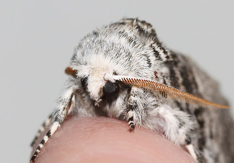 Close-banded Yellowhorn - Colocasia propinquilinea Habitat: Attracted to a 395 nm LED light; semi-rural area

2023 (11)
https://www.jungledragon.com/image/150292/close-banded_yellowhorn_-_colocasia_propinquilinea.html Closebanded yellowhorn,Colocasia,Colocasia propinquilinea,Geotagged,Noctuidae,Spring,United States,moth