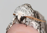 Close-banded Yellowhorn - Colocasia propinquilinea Habitat: Attracted to a 395 nm LED light; semi-rural area<br />
<br />
2023 (11)<br />
https://www.jungledragon.com/image/150292/close-banded_yellowhorn_-_colocasia_propinquilinea.html Closebanded yellowhorn,Colocasia,Colocasia propinquilinea,Geotagged,Noctuidae,Spring,United States,moth