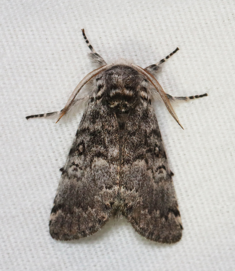 Close-banded Yellowhorn - Colocasia propinquilinea Habitat: Attracted to a 395 nm LED light; semi-rural area<br />
<br />
2023 (11)<br />
<figure class="photo"><a href="https://www.jungledragon.com/image/150291/close-banded_yellowhorn_-_colocasia_propinquilinea.html" title="Close-banded Yellowhorn - Colocasia propinquilinea"><img src="https://s3.amazonaws.com/media.jungledragon.com/images/3232/150291_thumb.jpg?AWSAccessKeyId=05GMT0V3GWVNE7GGM1R2&Expires=1770854410&Signature=LkXmV86cFplmAg8mVb8pYcmluhE%3D" width="200" height="140" alt="Close-banded Yellowhorn - Colocasia propinquilinea Habitat: Attracted to a 395 nm LED light; semi-rural area<br />
<br />
2023 (11)<br />
https://www.jungledragon.com/image/150292/close-banded_yellowhorn_-_colocasia_propinquilinea.html Closebanded yellowhorn,Colocasia,Colocasia propinquilinea,Geotagged,Noctuidae,Spring,United States,moth" /></a></figure> Closebanded yellowhorn,Colocasia  propinquilinea,Geotagged,Spring,United States
