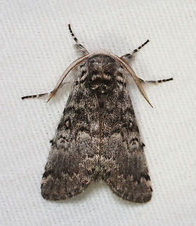 Close-banded Yellowhorn - Colocasia propinquilinea Habitat: Attracted to a 395 nm LED light; semi-rural area

2023 (11)
https://www.jungledragon.com/image/150291/close-banded_yellowhorn_-_colocasia_propinquilinea.html Closebanded yellowhorn,Colocasia  propinquilinea,Geotagged,Spring,United States