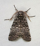Close-banded Yellowhorn - Colocasia propinquilinea Habitat: Attracted to a 395 nm LED light; semi-rural area<br />
<br />
2023 (11)<br />
https://www.jungledragon.com/image/150291/close-banded_yellowhorn_-_colocasia_propinquilinea.html Closebanded yellowhorn,Colocasia  propinquilinea,Geotagged,Spring,United States