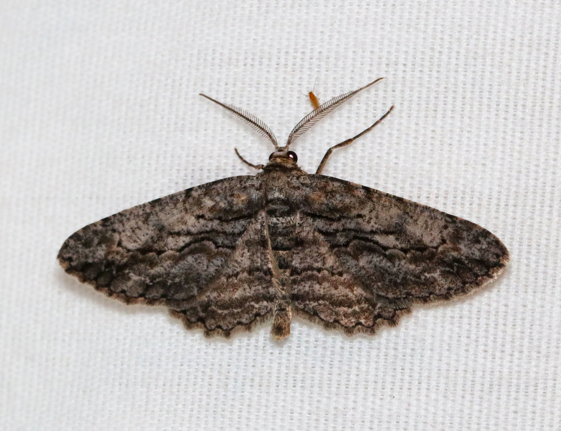 Common Gray - Anavitrinella pampinaria Habitat: Attracted to a 395 nm LED light; semi-rural area<br />
<br />
2023 (12) Anavitrinella,Anavitrinella pampinaria,Common gray,Geometridae,Geotagged,Spring,United States,moth