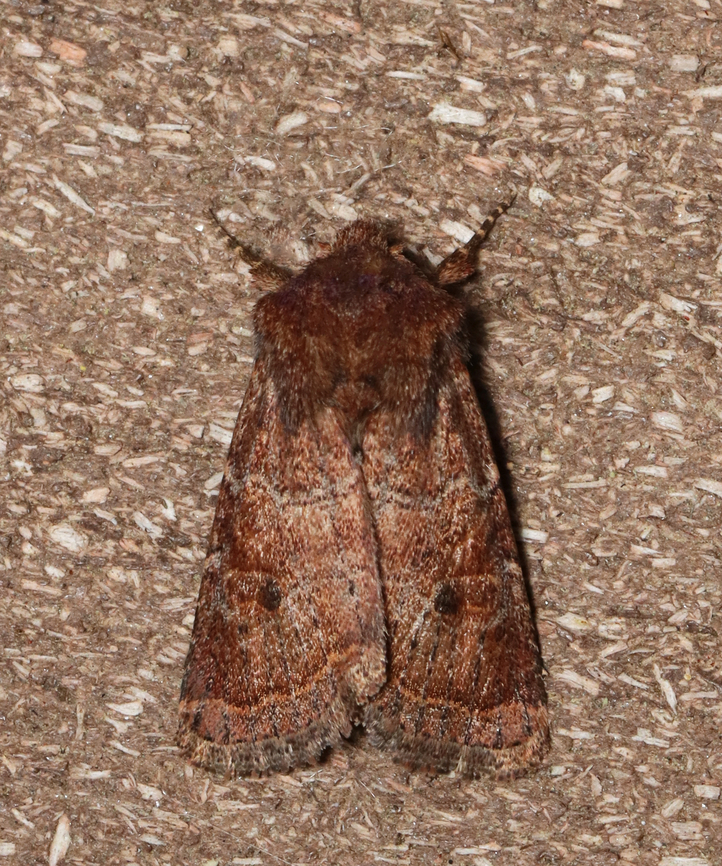 Ruddy Quaker - Protorthodes oviduca Habitat: Attracted to a 395 nm LED light; semi-rural area<br />
<br />
2023 (13) Geotagged,Noctuidae,Protorthodes,Protorthodes oviduca,Ruddy Quaker moth,Spring,United States,moth