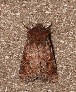 Ruddy Quaker - Protorthodes oviduca Habitat: Attracted to a 395 nm LED light; semi-rural area

2023 (13) Geotagged,Noctuidae,Protorthodes,Protorthodes oviduca,Ruddy Quaker moth,Spring,United States,moth