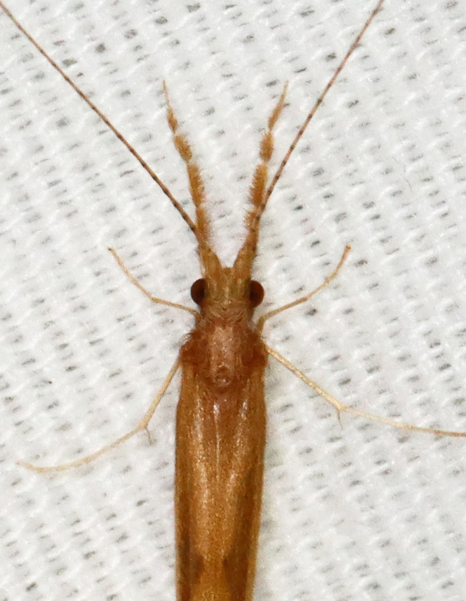 Caddisfly - Triaenodes tardus Habitat: Attracted to a 395 nm LED light in a semi-rural area Geotagged,Spring,Triaenodes,Triaenodes tardus,United States,caddisfly