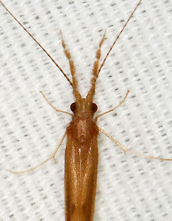 Caddisfly - Triaenodes tardus Habitat: Attracted to a 395 nm LED light in a semi-rural area Geotagged,Spring,Triaenodes,Triaenodes tardus,United States,caddisfly