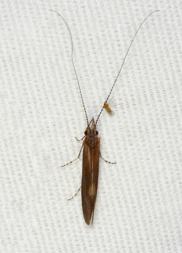 Caddisfly - Ceraclea sp. There were 100&#039;s of these caddisflies at my light. I didn&#039;t realize that my screen door wasn&#039;t closed all the way until I heard my husband yelling. I went inside to see that there were dozens of caddisflies in my living room, as well. Oops.<br />
<br />
Habitat: Attracted to a 395 nm LED light in a semi-rural area Ceraclea,Geotagged,Spring,Trichoptera,United States,caddisfly