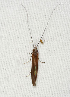 Caddisfly - Ceraclea sp. There were 100's of these caddisflies at my light. I didn't realize that my screen door wasn't closed all the way until I heard my husband yelling. I went inside to see that there were dozens of caddisflies in my living room, as well. Oops.

Habitat: Attracted to a 395 nm LED light in a semi-rural area Ceraclea,Geotagged,Spring,Trichoptera,United States,caddisfly