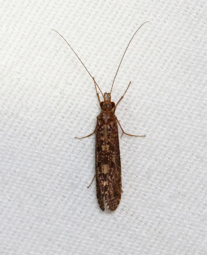 Caddisfly - Family Phryganeidae Habitat: Attracted to a 395 nm LED light in a semi-rural area Geotagged,Phryganeidae,Spring,United States,caddisfly,trichoptera