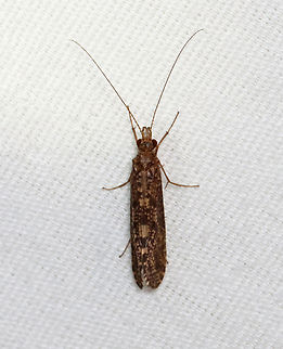 Caddisfly - Family Phryganeidae Habitat: Attracted to a 395 nm LED light in a semi-rural area Geotagged,Phryganeidae,Spring,United States,caddisfly,trichoptera