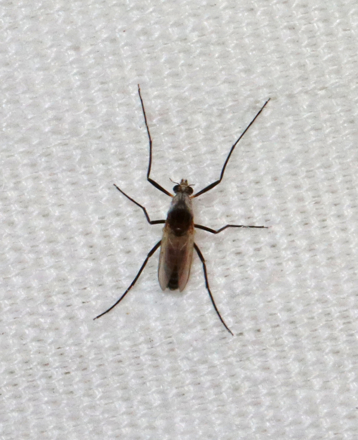 Midge - Family Chironomidae Habitat: Attracted to a 395 nm LED light in a semi-rural area Cardiocladius obscurus,Chironomidae,Geotagged,Spring,United States,diptera,fly,midge