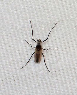 Midge - Family Chironomidae Habitat: Attracted to a 395 nm LED light in a semi-rural area Cardiocladius obscurus,Chironomidae,Geotagged,Spring,United States,diptera,fly,midge