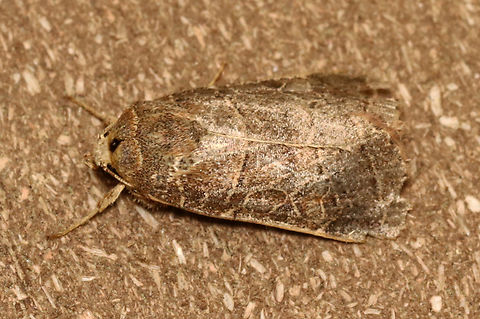 Rustic Quaker - Orthodes majuscula Habitat: Attracted to a 395 nm LED light; semi-rural area

2023 (14) Geotagged,Noctuidae,Orthodes,Orthodes majuscula,Rustic Quaker,Spring,United States,moth