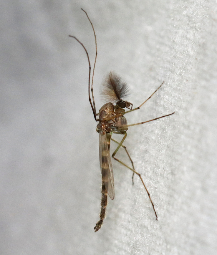 Buzzer Midge - Chironomus plumosus *Species is tentative<br />
<br />
Habitat: Attracted to a 395 nm LED light; semi-rural area<br />
 Buzzer Midge,Chironomus,Chironomus plumosus,Geotagged,Spring,United States,chironomidae,diptera,fly,midge