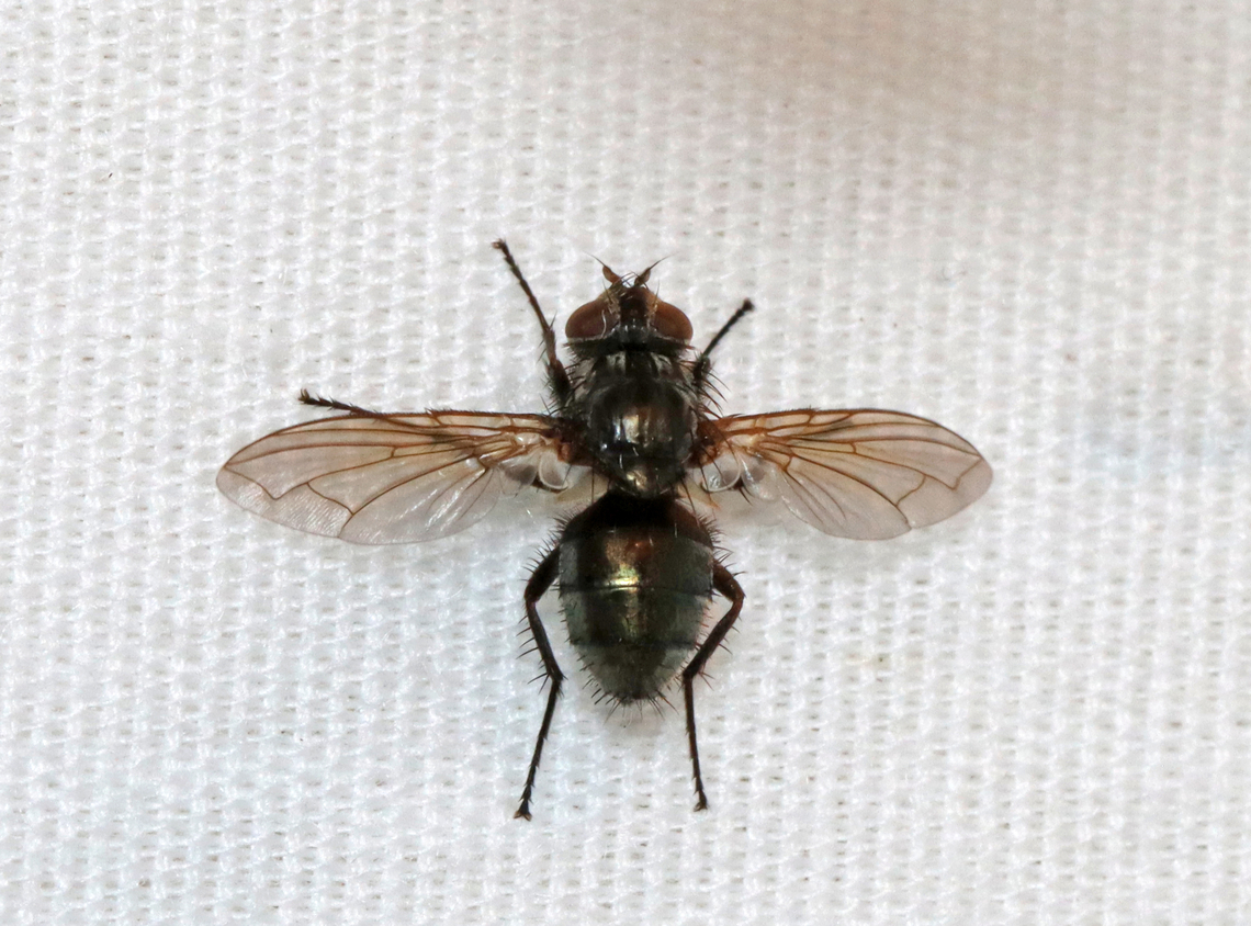 Fly - Superfamily Oestroidea, maybe Bellardia sp. Habitat: Attracted to a 395 nm LED light in a semi-rural area Bellardia,Geotagged,Spring,United States,calliphoridae,diptera,fly,oestroidea