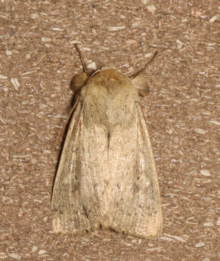 Ursula Wainscot - Leucania ursula Habitat: Attracted to a 395 nm LED light; semi-rural area<br />
<br />
2023 (15) Geotagged,Leucania ursula,Noctuidae,Spring,United States,Ursula Wainscot,leucania,moth
